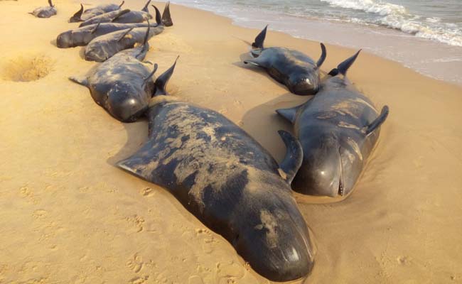 100-whales-fish-reached-at-beach-in-tamilnadu-niharonline
