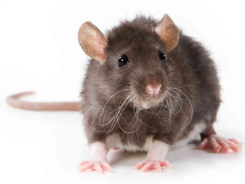13000-Shot-of-the-railway-due-to-rat-niharonline