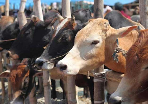 8-crore-indian-beef-eating-niharonline
