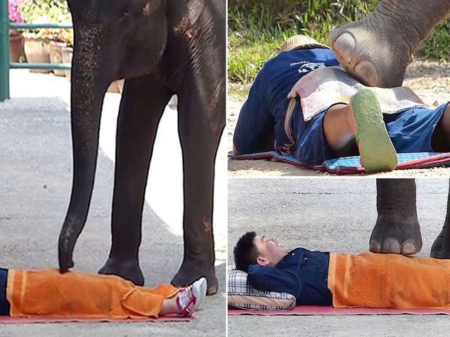 Elephant_massage_in_thailand_niharonline.jpg