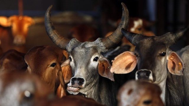 India-Beef-cow_murder_Ban_niharonline