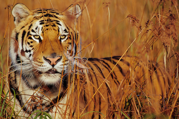India-has-most-number-of-tigers-niharonline