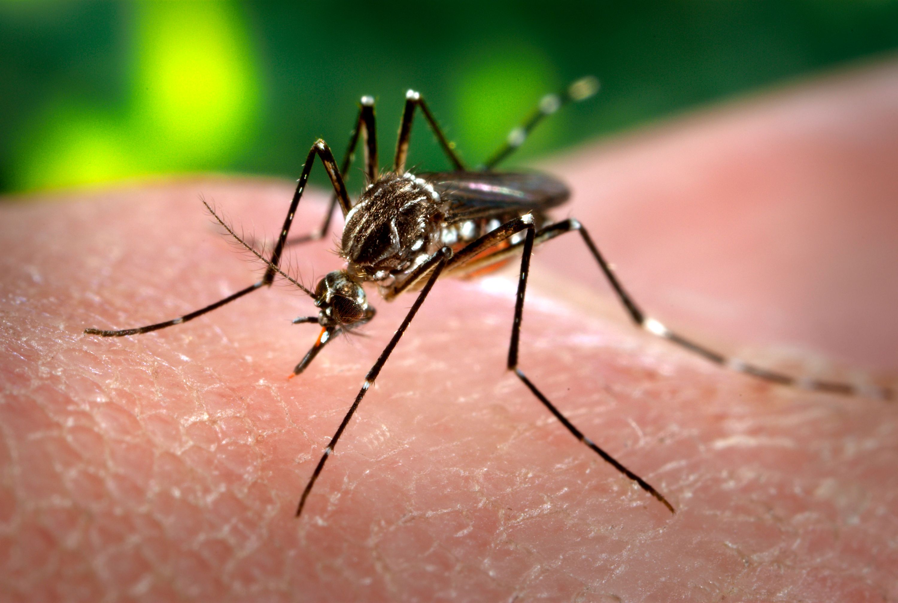 Mosquito_dengue_delhi_niharonline