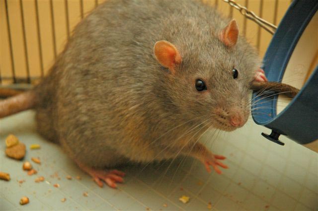Rat_mouse_niharonline