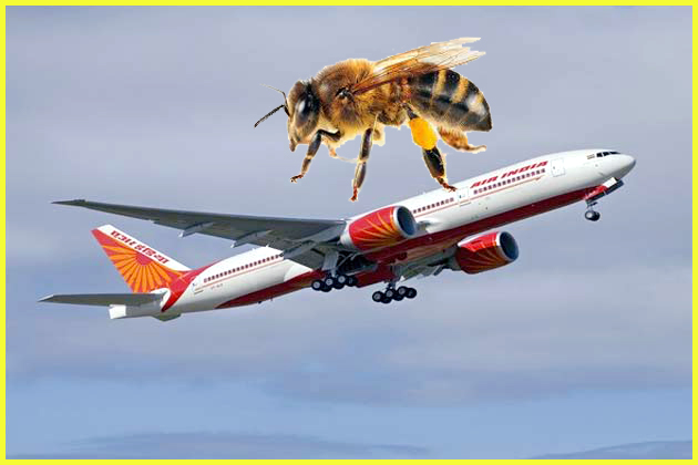 bee_causes_plane_to_make_emergency_landing_niharonline