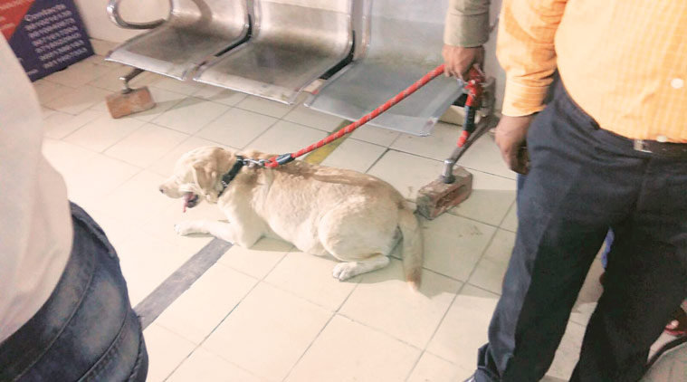 bharti_dog_gets_clean_chit_niharonline
