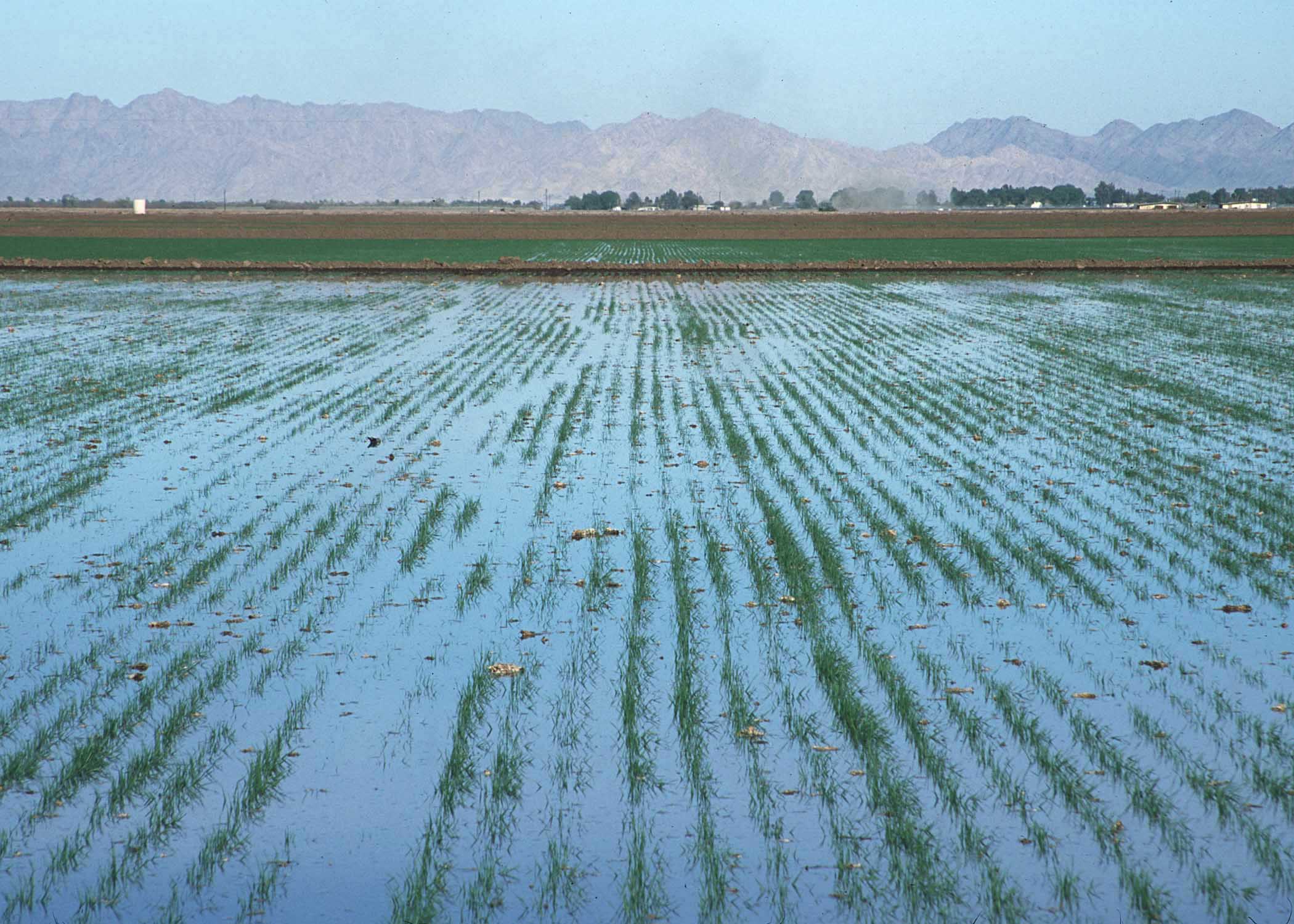 cabinet_approves_pm_irrigation_scheme_niharonline