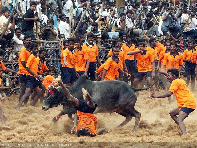 jallikattu-lifted-center-issue-notification-niharonline