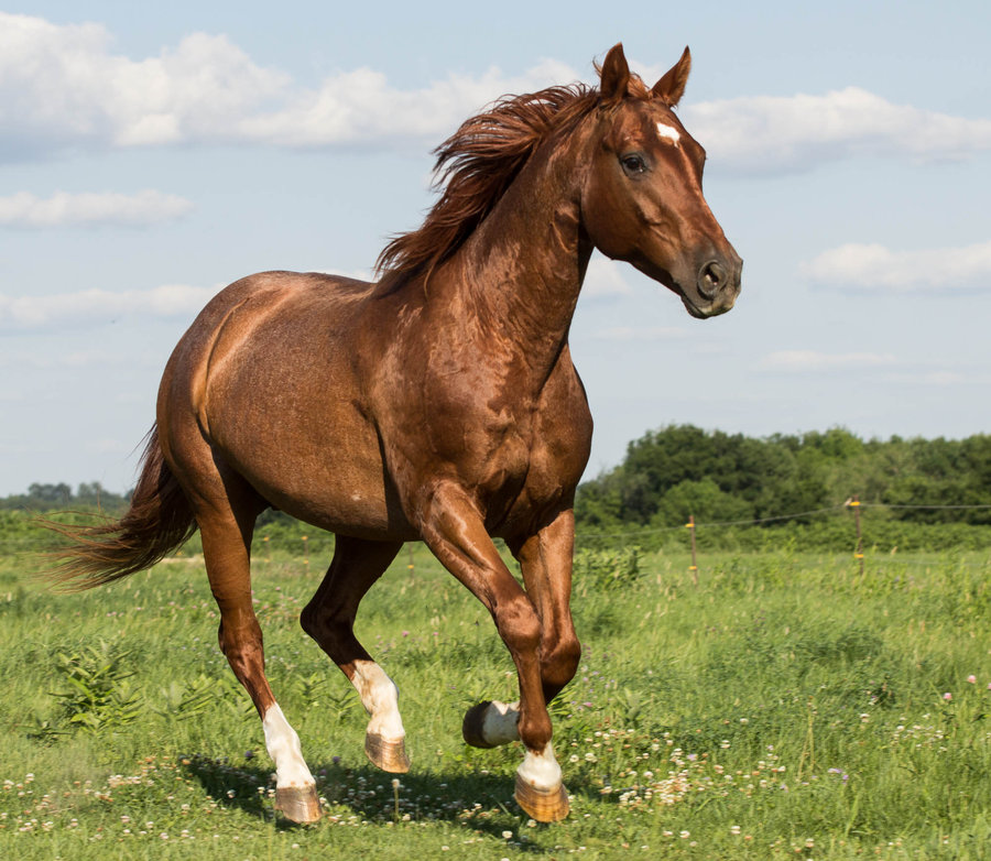 man_tied_minor_boy_with_horse_and_killed_niharonline