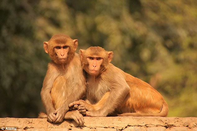 monkey_crore_pati_niharonline