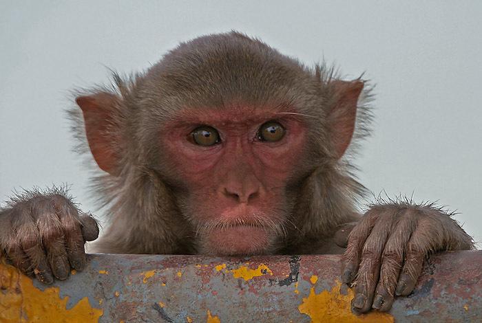 monkey_snatch_away_gold_chain_kanpur_niharonline
