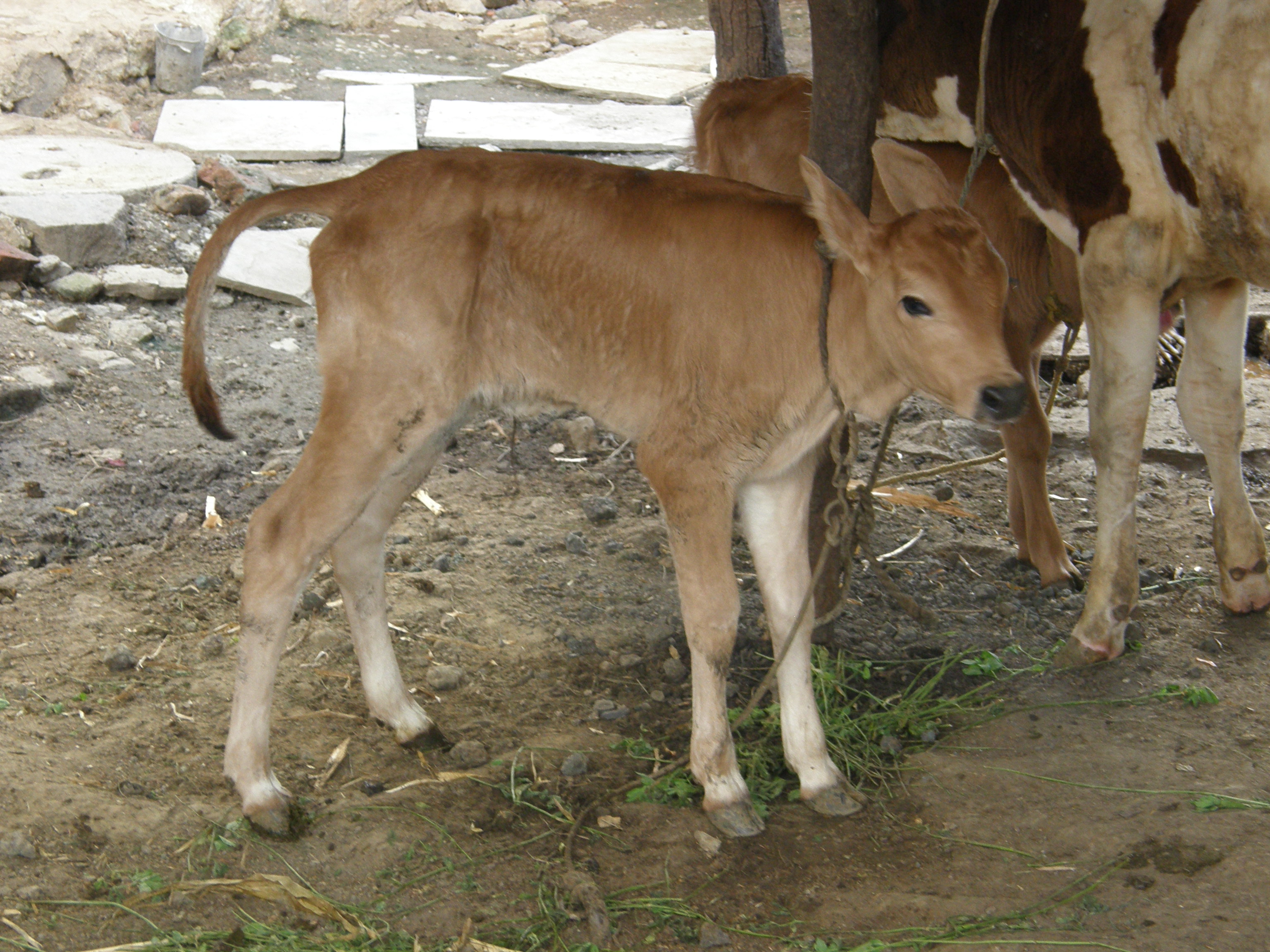 muslim-family-celebrate-their-cow-birthday-niharonline
