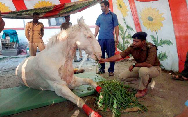 surgery-of-injured-police-horse-shaktimaan-niharonline