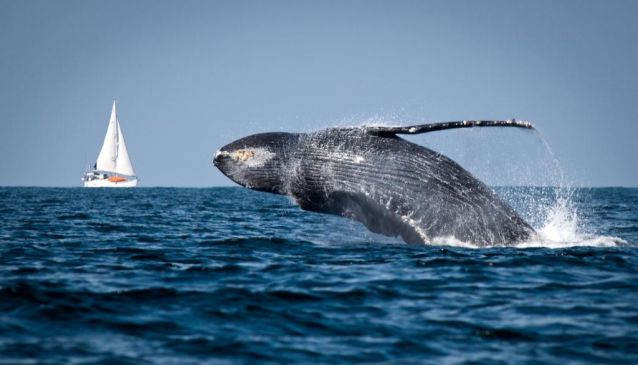 whale-watching-boat-sinks-niharonline