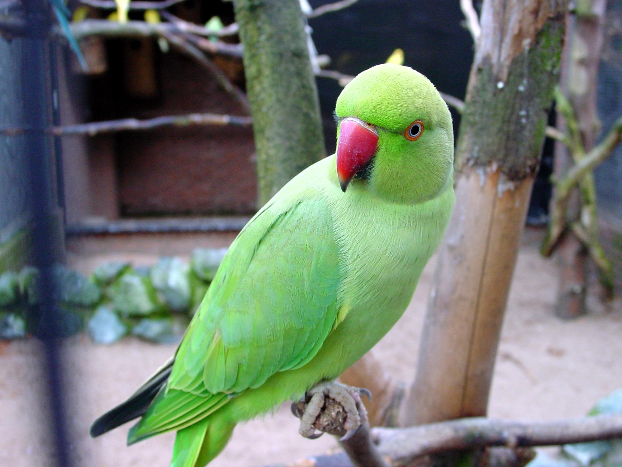 woman_abused_by_parrot_in_pune_niharonline