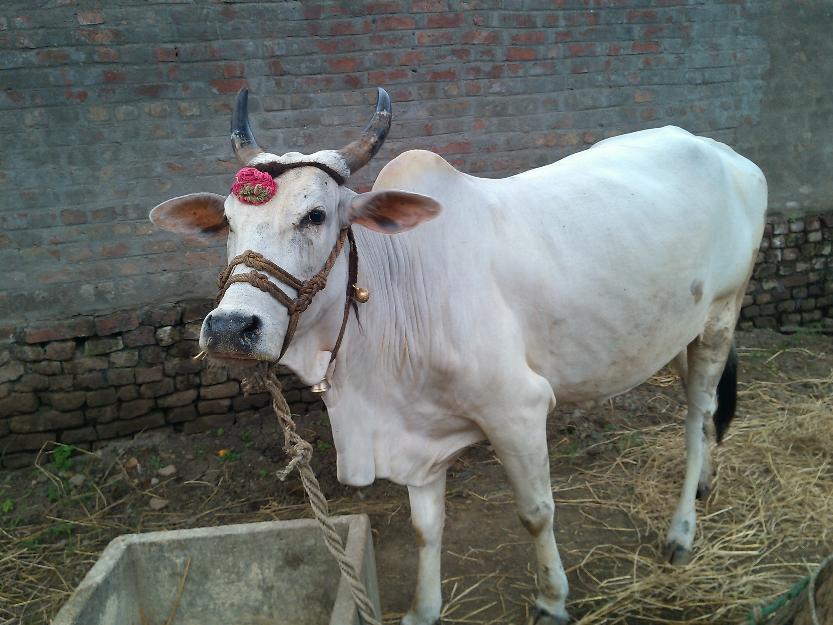 yahoo-search-list-cow-is-Personality-of-the-Year-niharonline